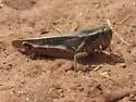 Bruner's Spur-throat Grasshopper - photo 5