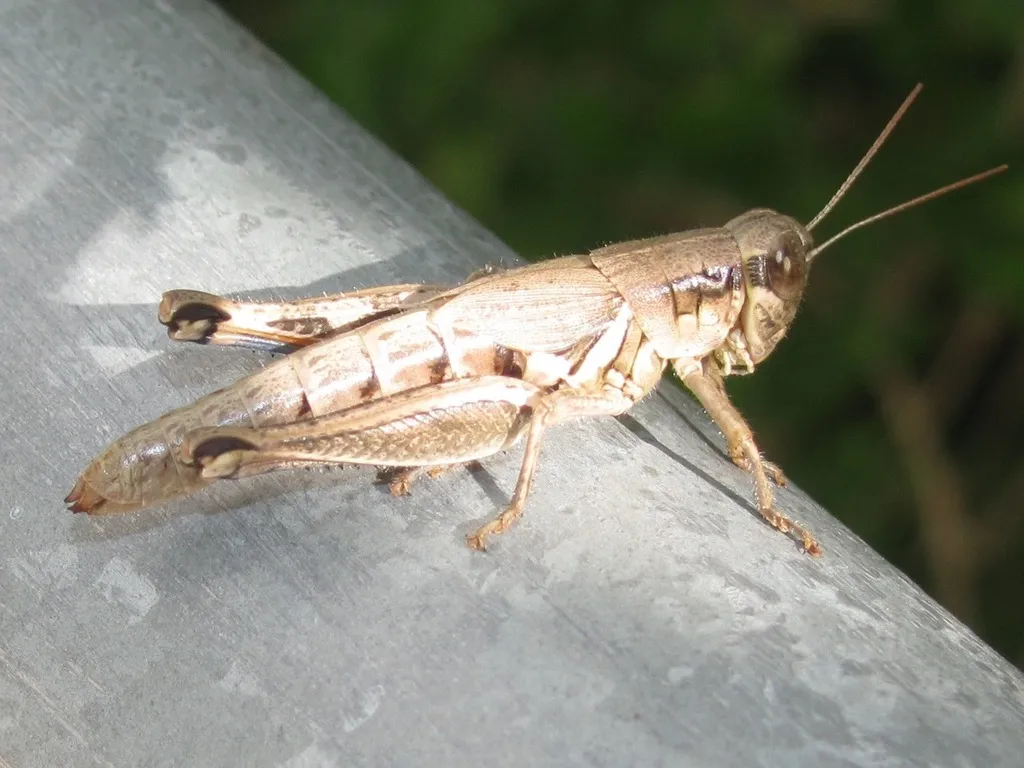 Brownsville Short-wing Grasshopper - photo 2