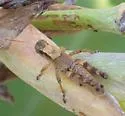 Carnegie Short-wing Grasshopper