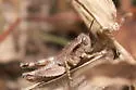 Carnegie Short-wing Grasshopper - photo 2