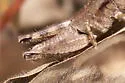 Carnegie Short-wing Grasshopper - photo 4