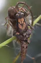 Carnegie Short-wing Grasshopper - photo 5