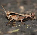 Sylvan Short-wing Grasshopper