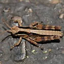 Sylvan Short-wing Grasshopper - photo 2