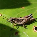 Sylvan Short-wing Grasshopper - photo 3