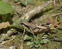 Sylvan Short-wing Grasshopper - photo 4