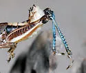 Chiricahua Short-wing Grasshopper - photo 2