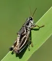 Chiricahua Short-wing Grasshopper - photo 3