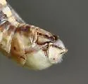 Chiricahua Short-wing Grasshopper - photo 4