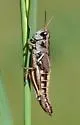 Chiricahua Short-wing Grasshopper - photo 5