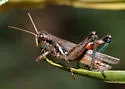 Grayish Sagebrush Grasshopper
