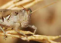 Grayish Sagebrush Grasshopper - photo 2