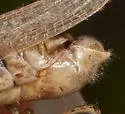 Grayish Sagebrush Grasshopper - photo 3