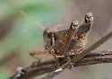 Grayish Sagebrush Grasshopper - photo 4