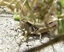 Grayish Sagebrush Grasshopper - photo 5