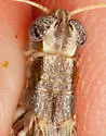 Western Sagebrush Grasshopper - photo 2