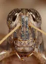 Western Sagebrush Grasshopper - photo 3