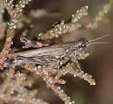 Western Sagebrush Grasshopper - photo 5