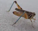 Pasture Grasshopper