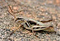 Pasture Grasshopper - photo 2