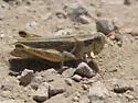 Pasture Grasshopper - photo 3