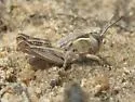 Pasture Grasshopper - photo 4