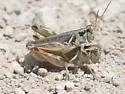 Pasture Grasshopper - photo 5