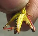 Dawson's Grasshopper - Melanoplus dawsoni