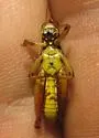 Dawson's Grasshopper - photo 2