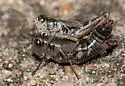 Dawson's Grasshopper - photo 3