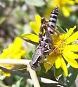 Dawson's Grasshopper - photo 4
