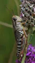 Dawson's Grasshopper - photo 5