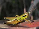 Decorated Short-wing Grasshopper - photo 2