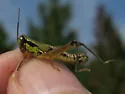 Decorated Short-wing Grasshopper - photo 3
