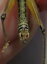 Decorated Short-wing Grasshopper - photo 4
