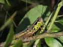 Decorated Short-wing Grasshopper - photo 5