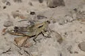 Melanoplus decurvus