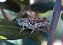 Devastating Grasshopper