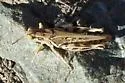 Devastating Grasshopper - photo 2