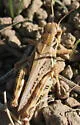 Devastating Grasshopper - photo 3