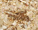 Devastating Grasshopper - photo 4