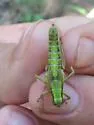 Melanoplus digitifer - photo 2