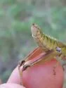 Melanoplus digitifer - photo 3