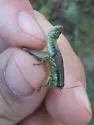 Melanoplus digitifer - photo 4