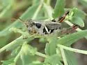 Contrasting Spur-throat Grasshopper