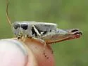 Contrasting Spur-throat Grasshopper - photo 2
