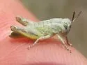 Contrasting Spur-throat Grasshopper - photo 3