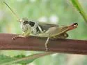 Contrasting Spur-throat Grasshopper - photo 4