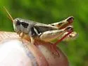 Contrasting Spur-throat Grasshopper - photo 5