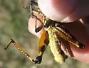 Canyon Grasshopper - photo 2